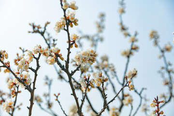 The first flower that heralds spring has bloomed