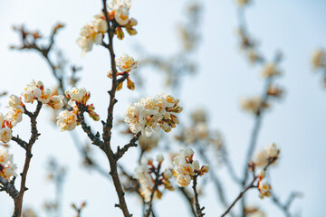 The first flower that heralds spring has bloomed