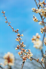 The first flower that heralds spring has bloomed