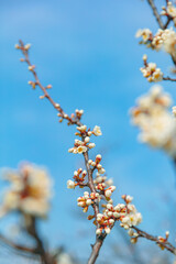 The first flower that heralds spring has bloomed