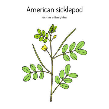 Chinese senna, or American sicklepod Senna obtusifolia , edible and medicinal plant