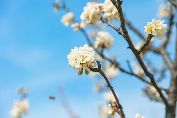The first flower that heralds spring has bloomed