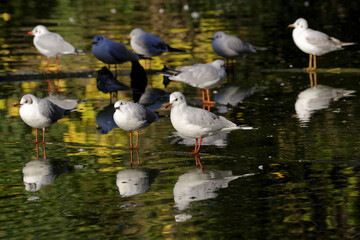 Groupe de mouettes au bord de l'eau