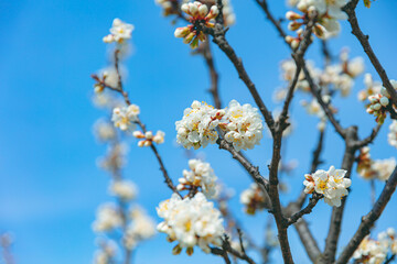 The first flower that heralds spring has bloomed