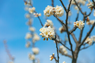 The first flower that heralds spring has bloomed