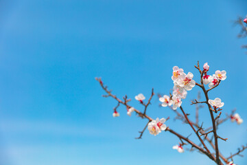 The first flower that heralds spring has bloomed