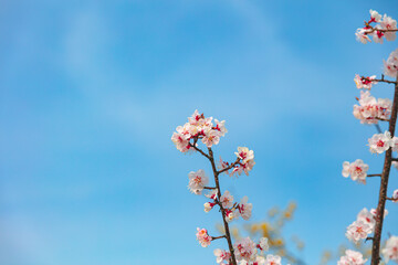 The first flower that heralds spring has bloomed