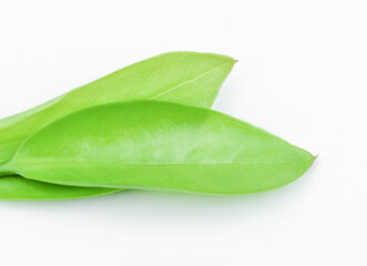 Fototapeta premium Green leaf with copy space