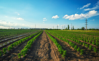 Fototapeta na wymiar Landscape view of a freshly growing vegetables field. Sunset time