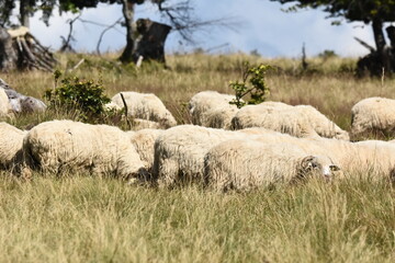 A herd of sheep grazing in pastures in Romania. Mountainous pastures with green grass. Driving the herd into the valley to milk and shear wool.