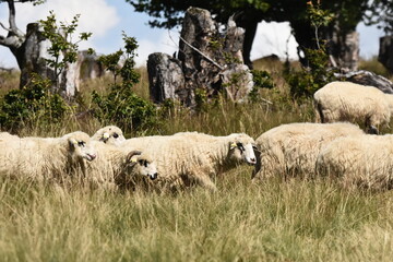 Fototapeta premium A herd of sheep grazing in pastures in Romania. Mountainous pastures with green grass. Driving the herd into the valley to milk and shear wool.