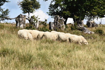 Fototapeta premium A herd of sheep grazing in pastures in Romania. Mountainous pastures with green grass. Driving the herd into the valley to milk and shear wool.