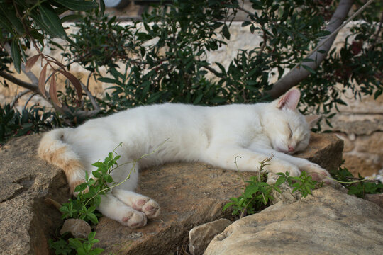 evocative image of an immobile stray white European cat
