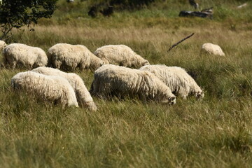 A herd of sheep grazing in pastures in Romania. Mountainous pastures with green grass. Driving the herd into the valley to milk and shear wool.