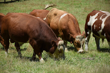 Obraz premium Bulls chew grass in the summertime in a field