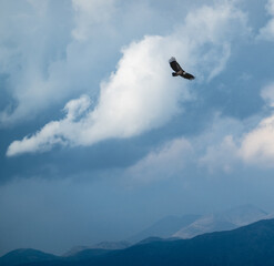 Bald eagle soaring in blue sky