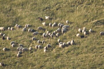 A herd of sheep grazing in pastures in Romania. Mountainous pastures with green grass. Driving the herd into the valley to milk and shear wool.
