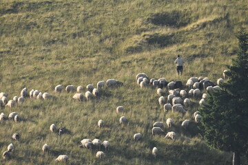 A herd of sheep grazing in pastures in Romania. Mountainous pastures with green grass. Driving the herd into the valley to milk and shear wool.