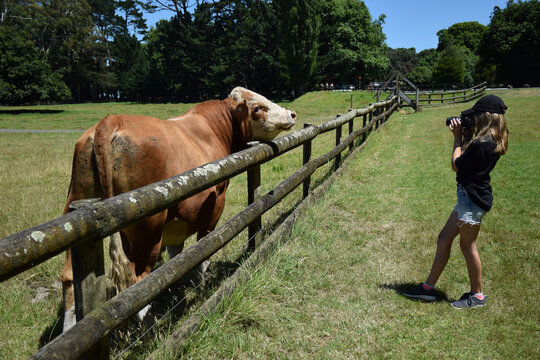 A girl stops to take a photo of a brown bull in a paddock