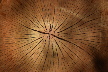 The stump of an old tree, with tree rings and cracks - obrazy, fototapety, plakaty