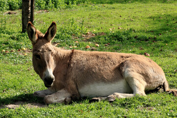 resting donkey in Bokrijk, Belgium