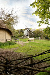 Fototapeta na wymiar rural landscape with a cow, a barn and a windmill, Belgium