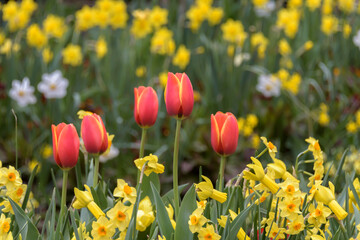 Garden with tulips surround for trees.