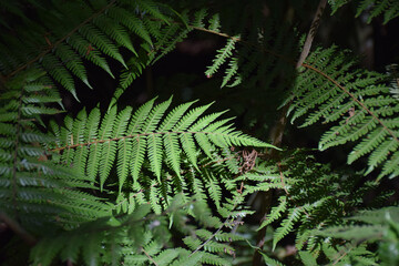 A beautiful bright green tree fern with the sun shining on it © Chris
