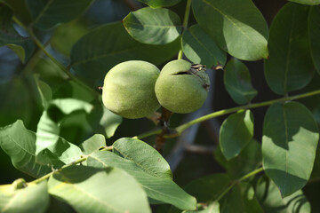 Ripe walnuts in husks growing on tree outdoors, closeup view