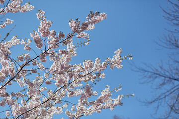 Hanami holiday. Sakura flower tree. Delicate branch in sunny day. Spring background. Tenderness concept. Pink flowers. High quality photo