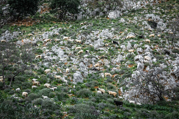 Obraz premium Herd of sheep grazing on hill