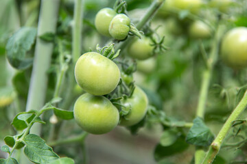 Tomatoes ripen in a greenhouse in green foliage. Household farming, agricultural culture, ecological natural products, ecological farming concept