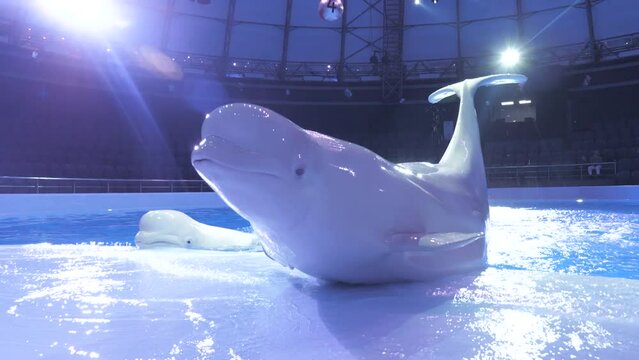 Beluga whales train in the large pool of the dolphinarium performing different commands of the trainer
