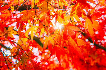 紅葉