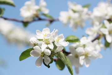 Obraz premium amazing apple tree flowers