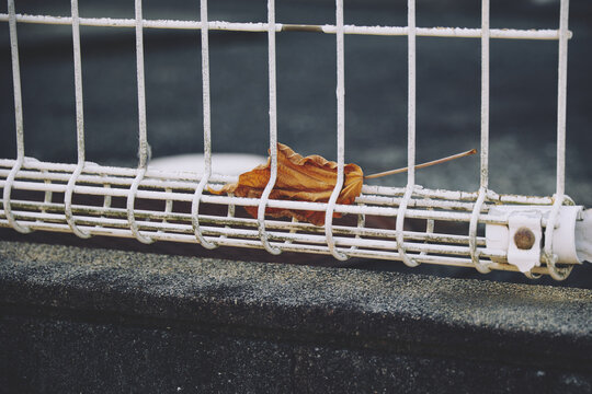 Leaf on the fence