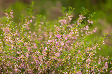 Blooming garden spring flowers. Blooming camel thorn in spring. Medicinal plant, pink flowers. Delicate floral landscape with blurry background and copy space.