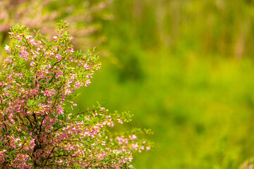 Blooming garden spring flowers. Blooming camel thorn in spring. Medicinal plant, pink flowers. Delicate floral landscape with blurry background and copy space.