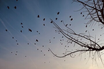 A flock of crows flying over a tree in a black silhouette and the sky changing from blue to yellow