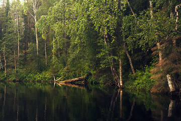Forest landscape. Waterscape. Lake in the forest. Trees along th water.
