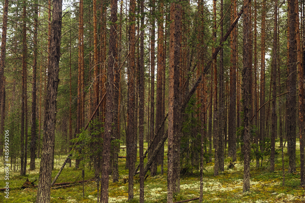 Wall mural forest with pine. tree trunks. northen green forest.