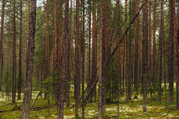 Forest with pine. Tree trunks. Northen green forest.
