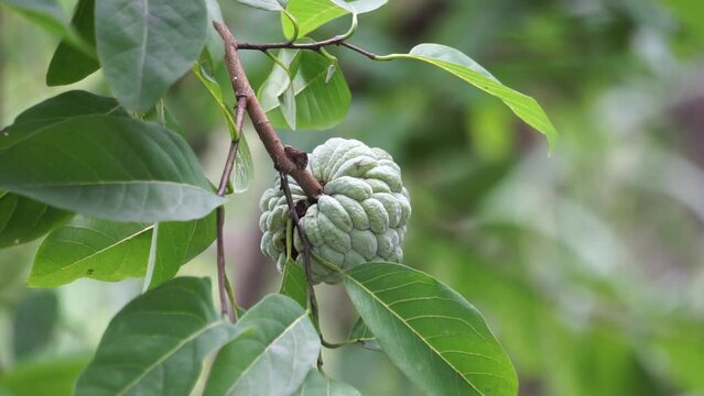 Annona squamosa (also called Srikaya) with a natural background. In traditional Indian, Thai, and American medicine, the leaves are used in a decoction to treat dysentery and urinary tract infection