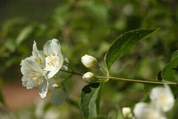 jasmine flowers and buds