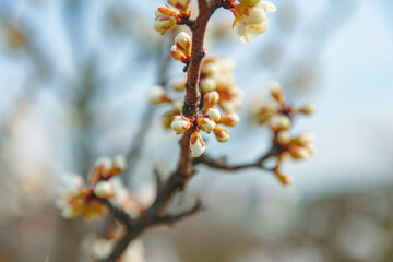 The plum blossoms that herald spring have bloomed