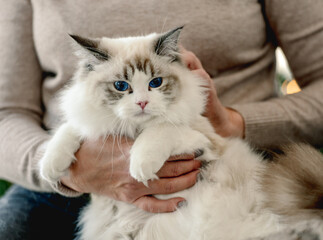 Girl with ragdoll cat in Christmas