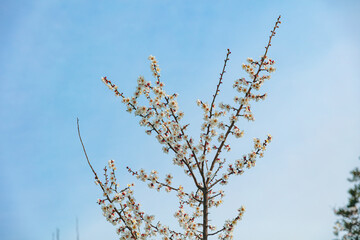 The plum blossoms that herald spring have bloomed