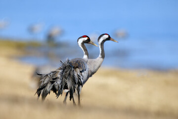 The common crane (Grus grus), also known as the Eurasian crane, a pair of mature cranes in the...
