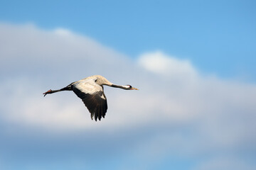 The common crane (Grus grus), also known as the Eurasian crane flying early in the morning on the blue sky