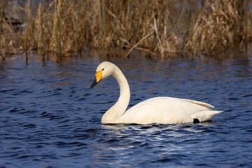 The whooper swan (Cygnus cygnus) on water. A white swan with a yellow beak on the clear blue surface of a Scandinavian lake.